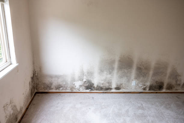 Professional Mold Removal in Elsmere, DE