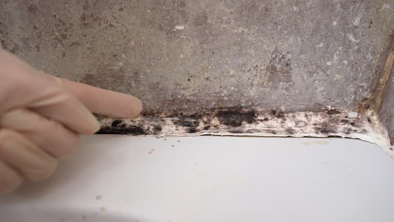 Trusted Elsmere, DE Mold Removal Experts