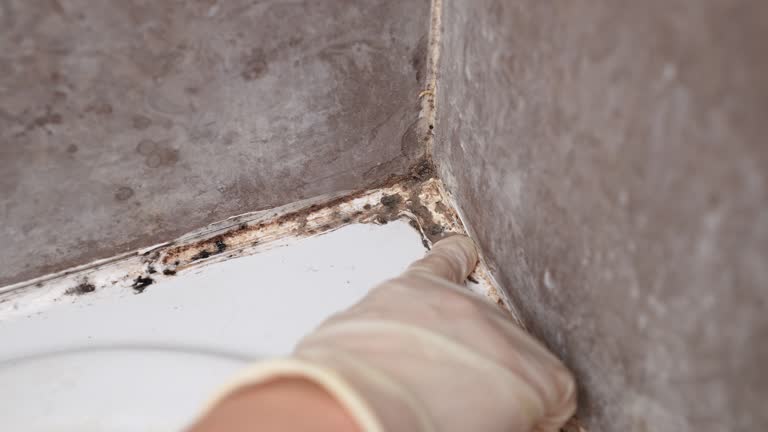  Elsmere, DE Mold Removal Pros